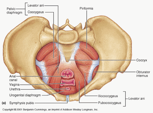 What is the Pelvic Floor and why is it important? - Trillium Integrative  Health Centre